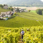 Dégustations au domaine